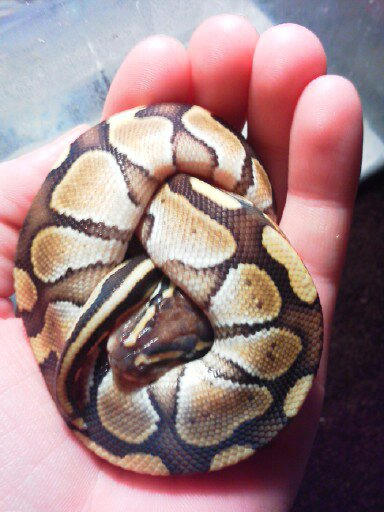 Banded Lesser Python by Yanlica on DeviantArt