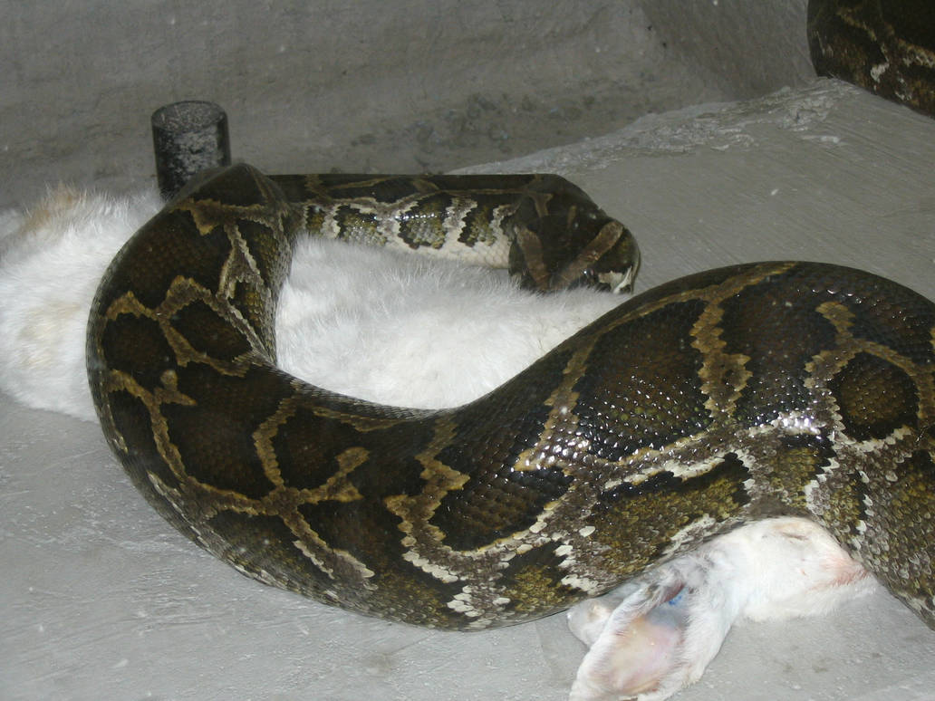 Snake Squeezing Rabbit by frail-words-collapse on DeviantArt