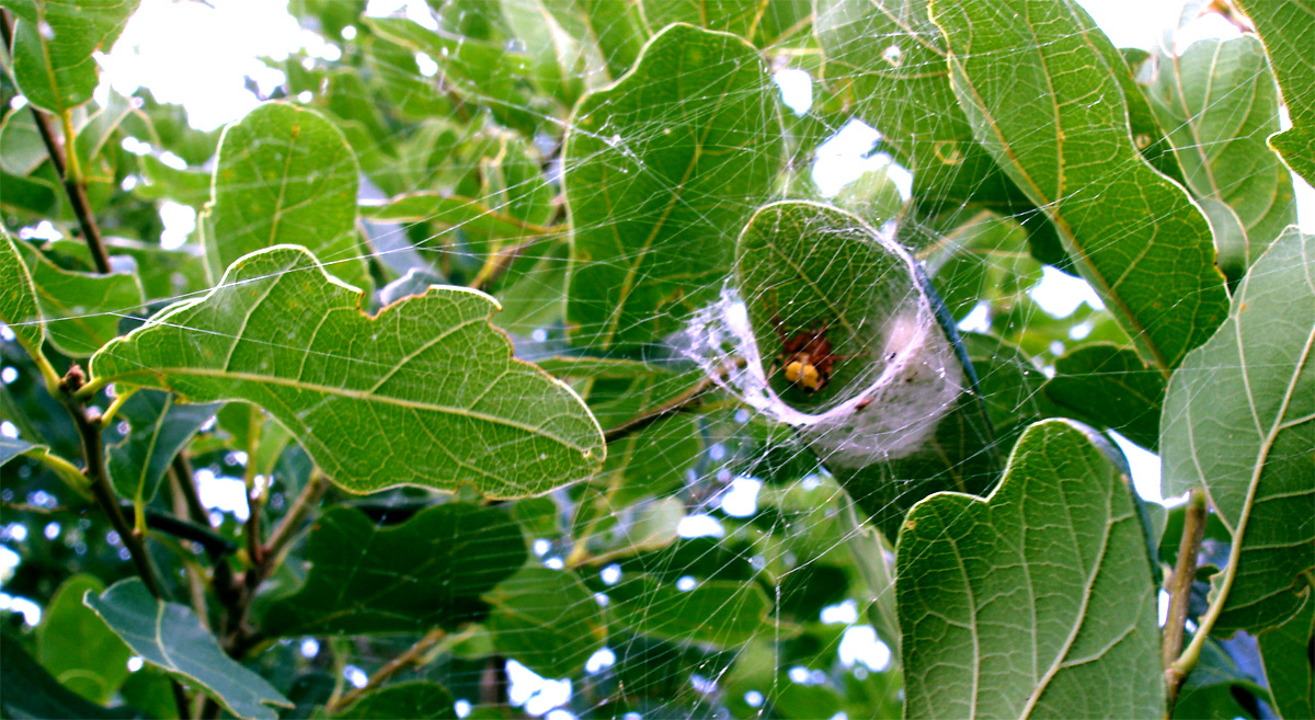 Itsy Bitsy Spider