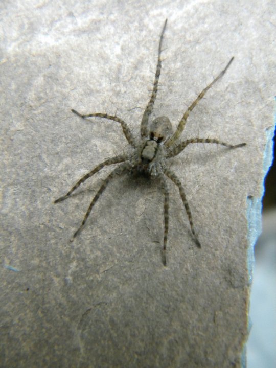 Spider on Slate