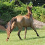 Cantering Dot