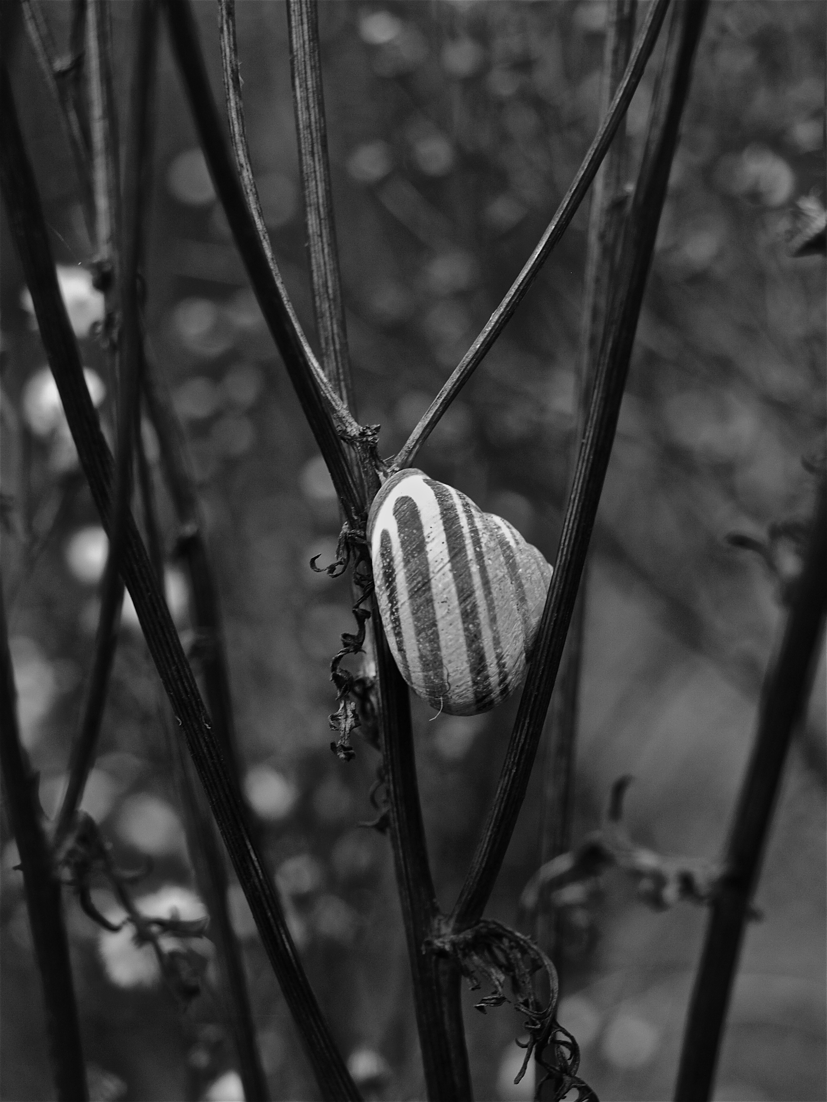 Little snail B+W