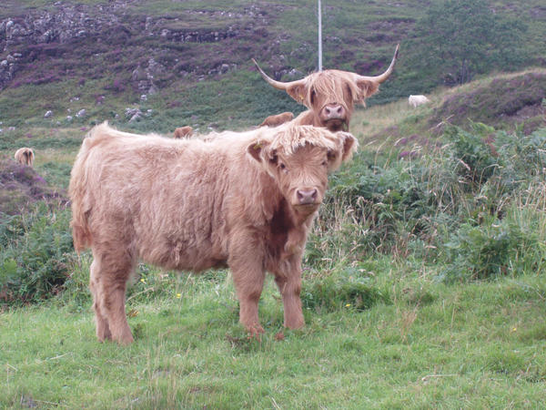 highland cow and calf