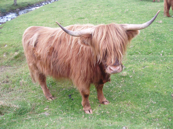 highland cow 3