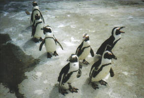 penguins