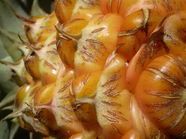 Pinapple by FallTimeStarship on DeviantArt