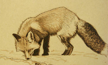 Fox