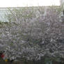 Cherry Blossom Tree