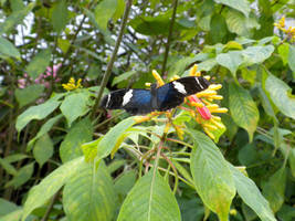 Sara Longwing Butterfly