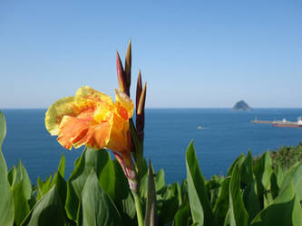 Flower in Keelung