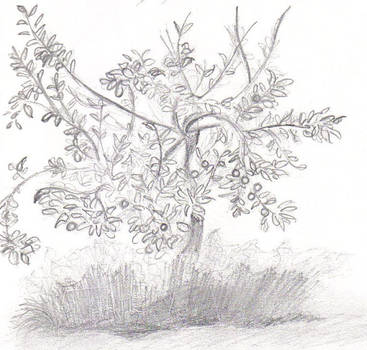 Apple Tree