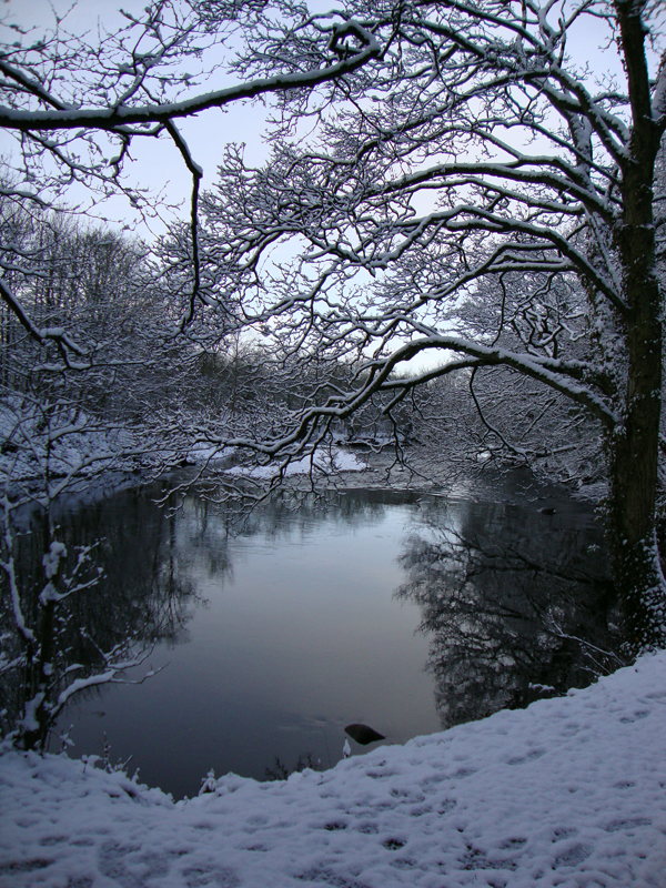 Early Morning Snow