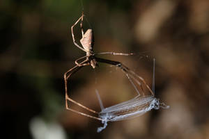 Net-casting spider