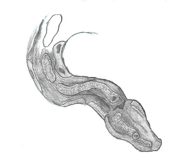 Ball Python Portrait by Draconic93 on DeviantArt