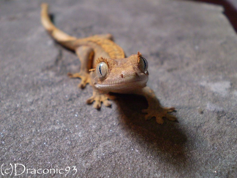 I See You - Baby Crested Gecko