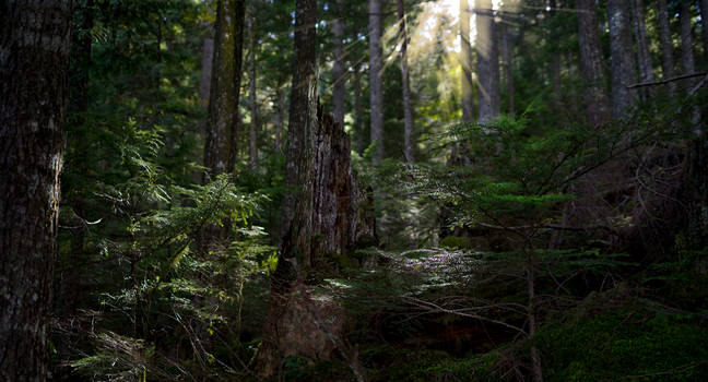 Dark forest shrine