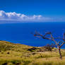 Maui mountain view with tree