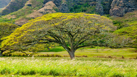 Oahu tree by Robby-Robert