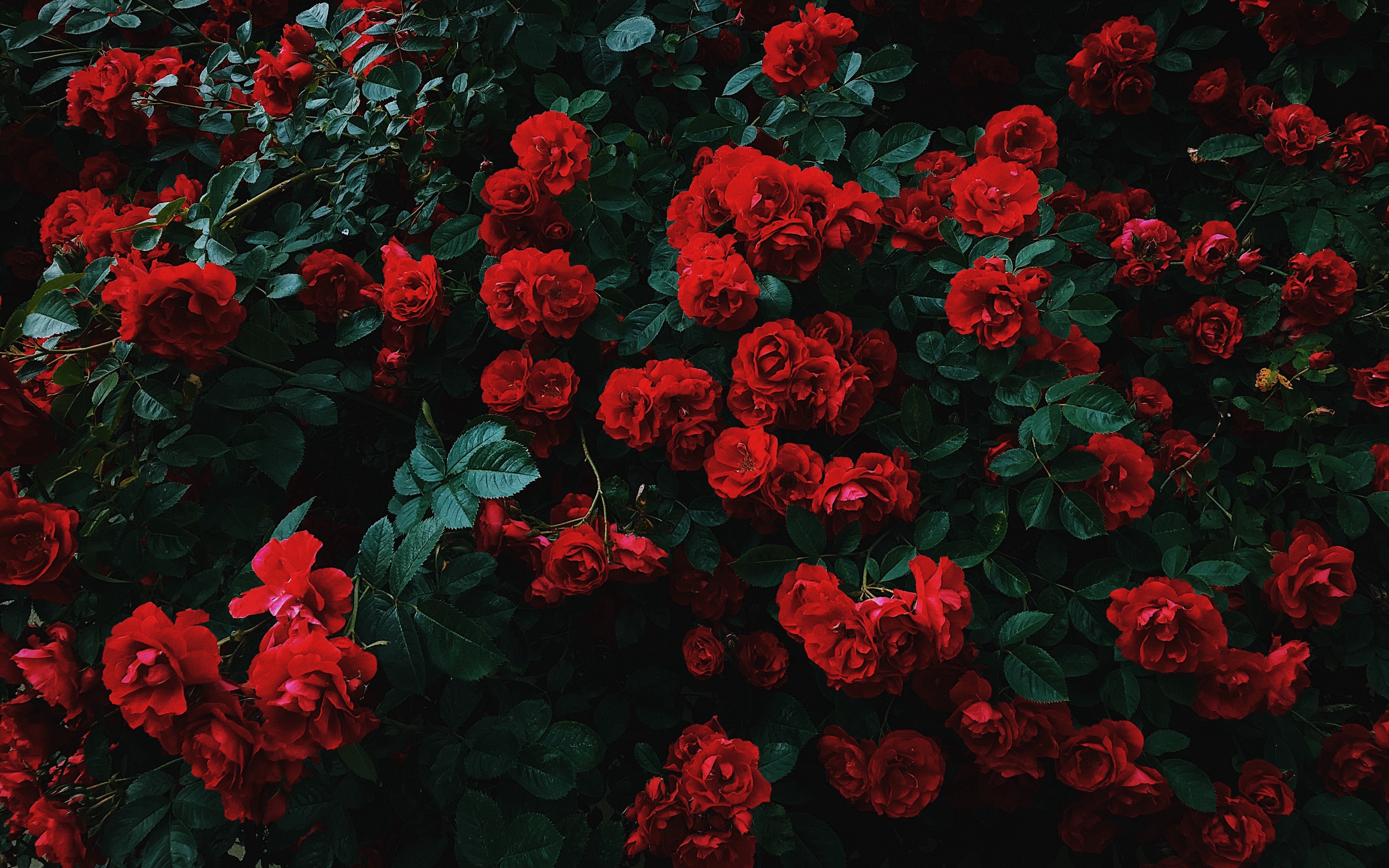 Roses Bush Bloom 128901 3840x2400