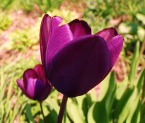 Dark Tulip