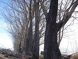Diagonal Forest Diagonal trees by GoodnightSun on DeviantArt