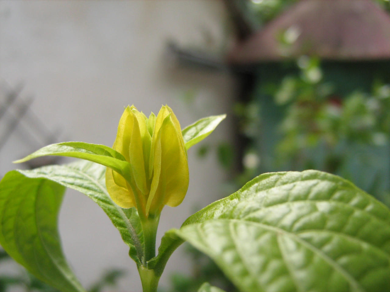 Pachystachys lutea