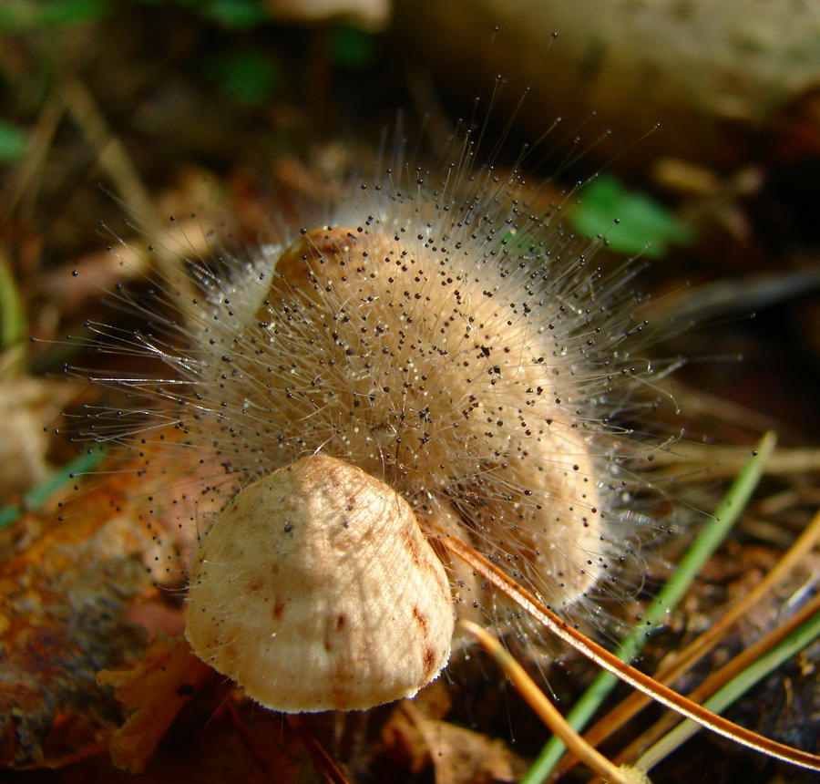 Spinellus fusiger