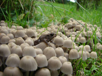 Toadstools