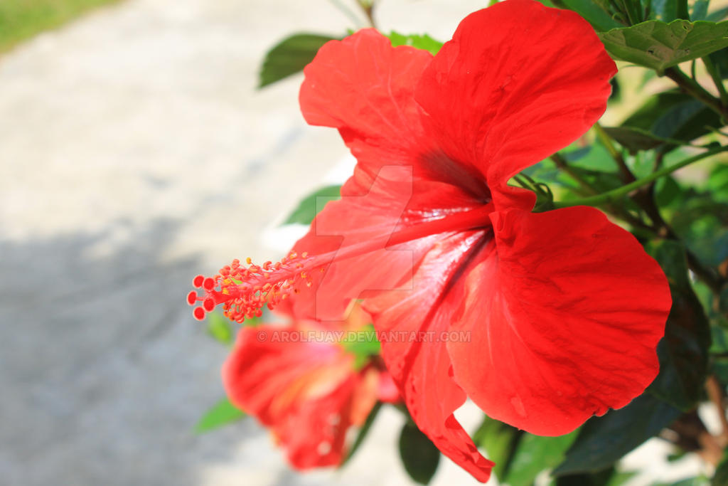 Gumamela Flower 2 by arolfjay on DeviantArt