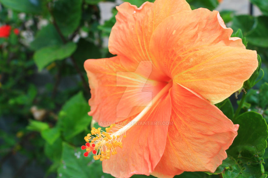 Gumamela Flower 3 by arolfjay on DeviantArt