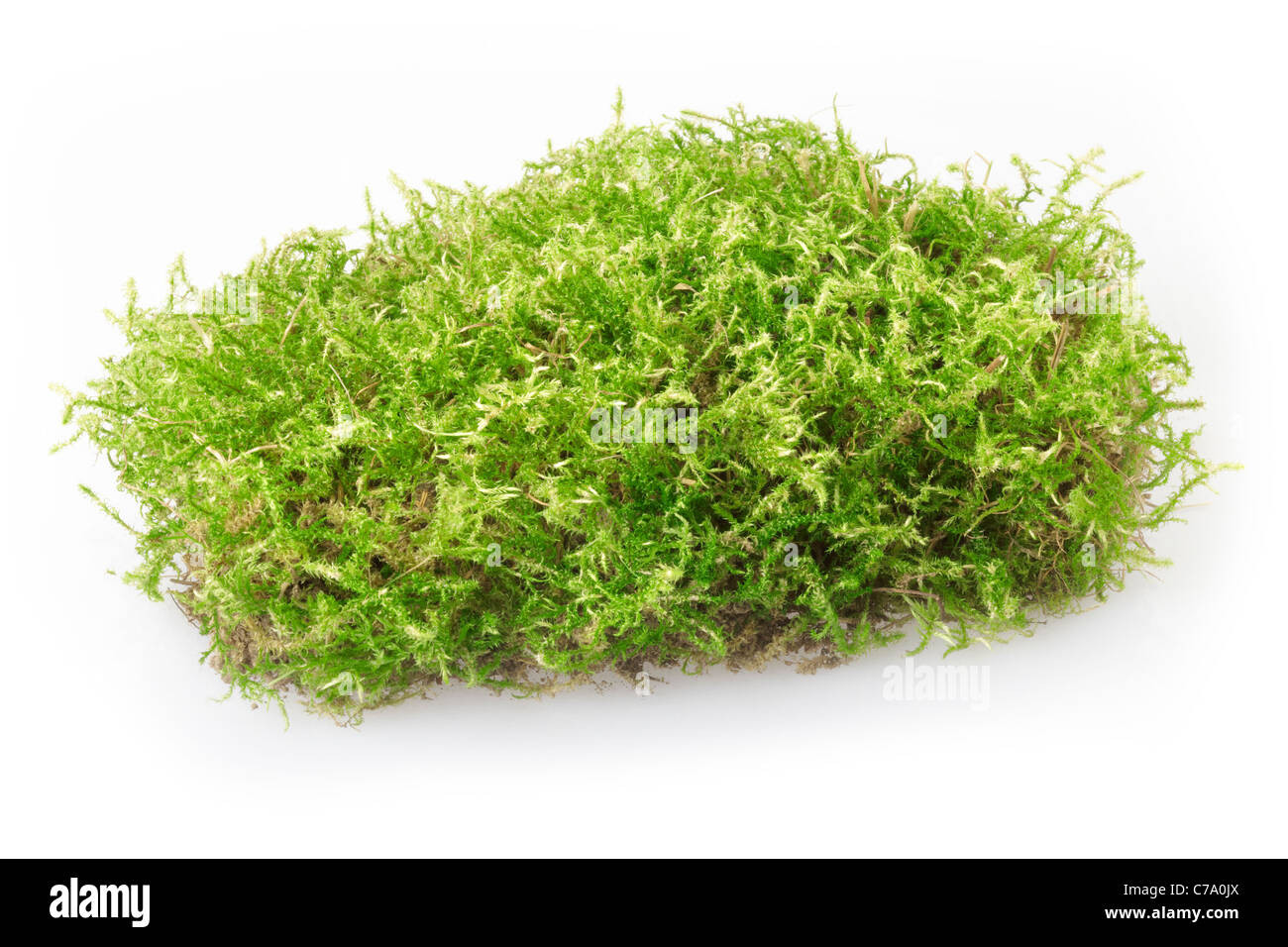 moss-C7A0JX