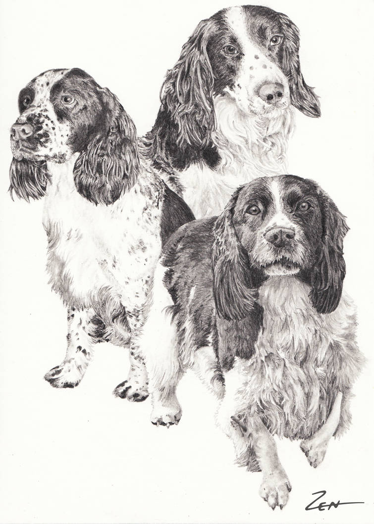 Springers by thezenninja on DeviantArt