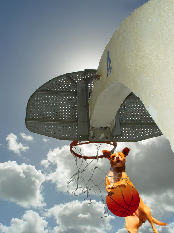 Dog Dunk by Malici0us on DeviantArt
