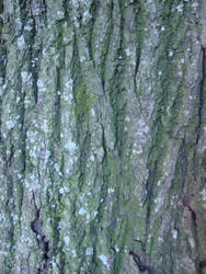 Bark