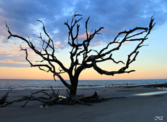 Driftwood Beach 2