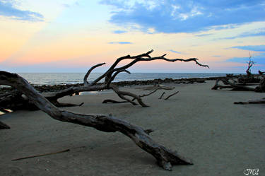 Driftwood Beach 3