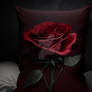 Dark red rose in moonlight