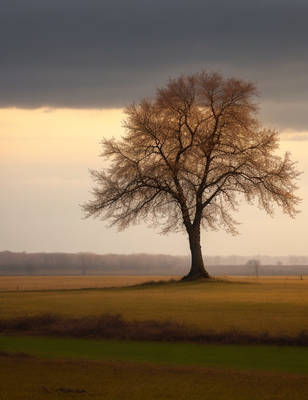A lone tree in a meddow in the autm Pt 4