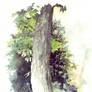 Leaves and bark