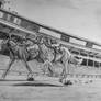 Ari - 2025 TS Breeders' Cup Distaff - Entry