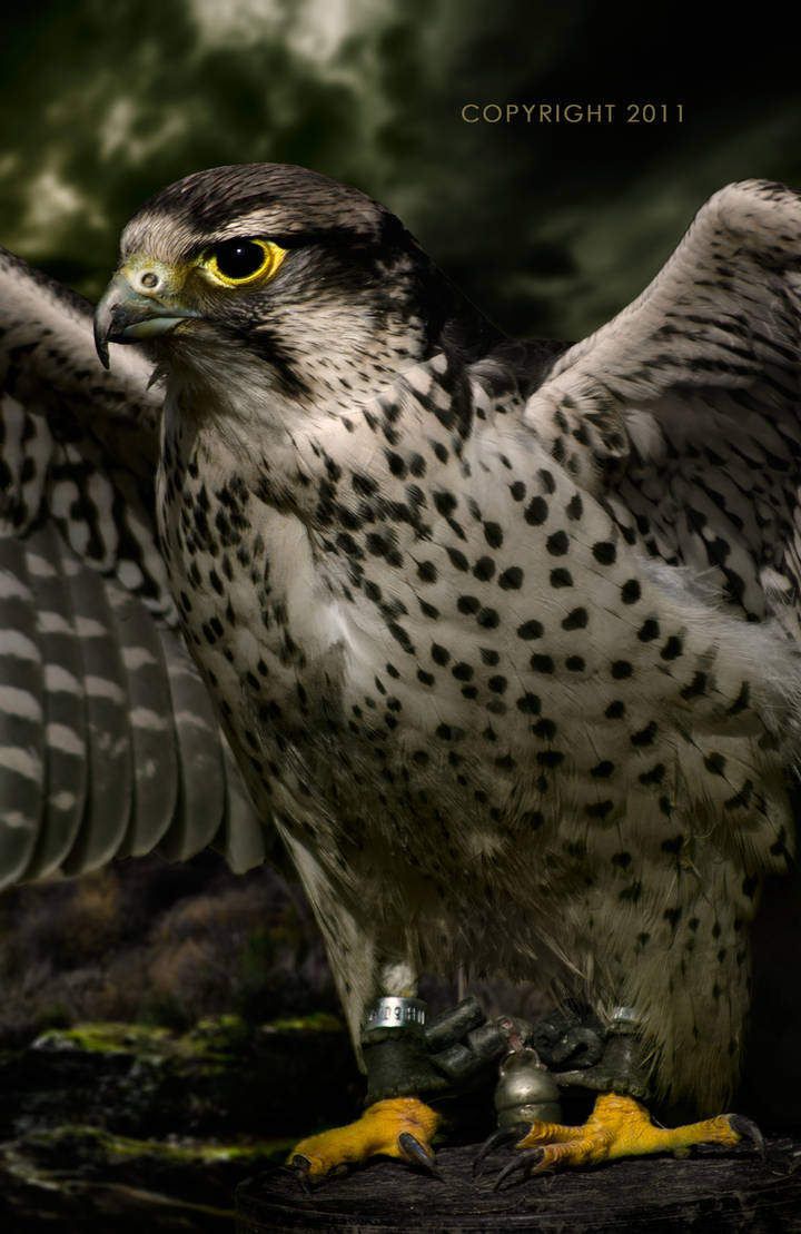 Castle Hawk by Point-Blank-Silence on DeviantArt