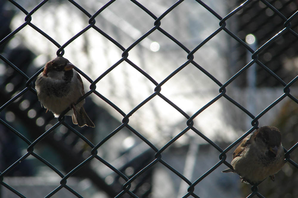 Little thoughtful birds..