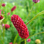 Sanguisorba officinalis