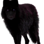 Black Wolf Precut