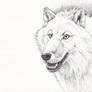 White Wolf