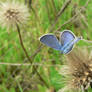 Polyommatus semiargus