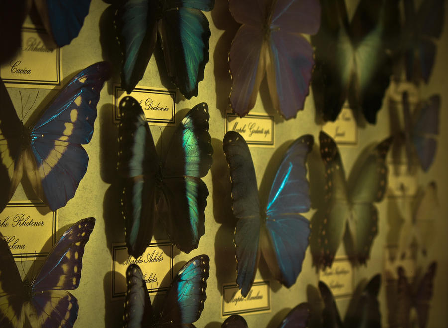 Morphos by JustV23 on DeviantArt