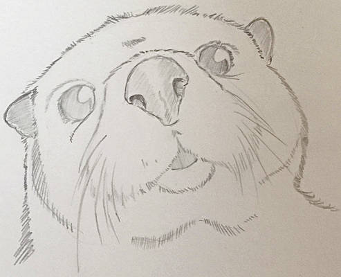 Otter Sketch