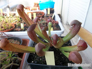 Sarracenia x fake courtii 001