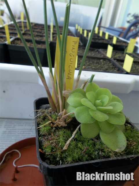 Pinguicula x 'Tina' 002